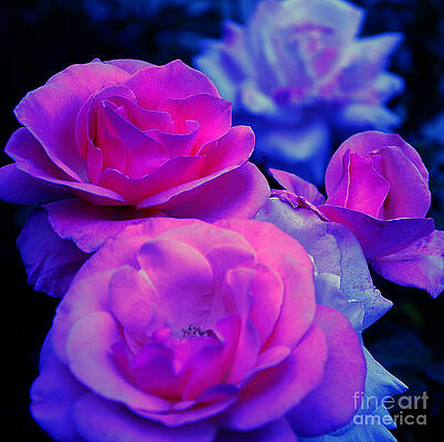 Harmony in Color by Clayton Bruster Harmony in Color by Clayton Bruster