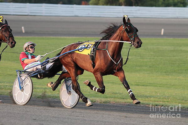 Harness racing by Dwight Cook Harness racing by Dwight Cook