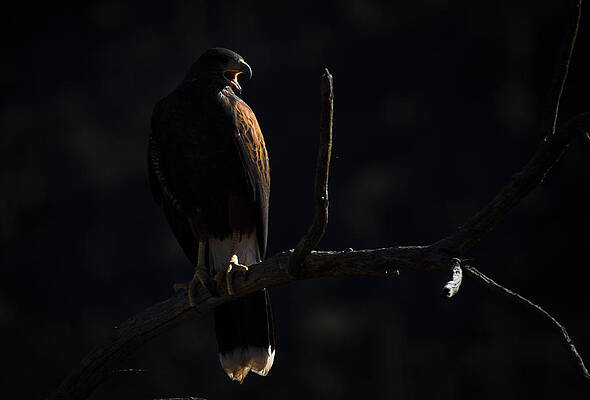 Harris Hawk Call by Swift Family Harris Hawk Call by Swift Family