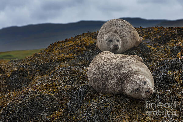 Wall Art - Photograph - Having a Lazy day by Diane Macdonald