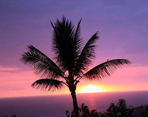 Hawaiian Sunset and Palm by Karen Nicholson Hawaiian Sunset and Palm by Karen Nicholson