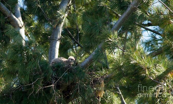 Hawk Photograph - Hawk Chick 2 by Natural Focal Point Photography