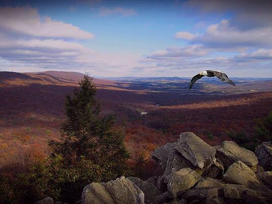 Hawk Mountain Sanctuary W Eagle by David Dehner Hawk Mountain Sanctuary W Eagle by David Dehner