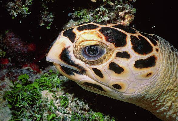 Wall Art - Photograph - Hawksbill Turtle by Science Photo Library
