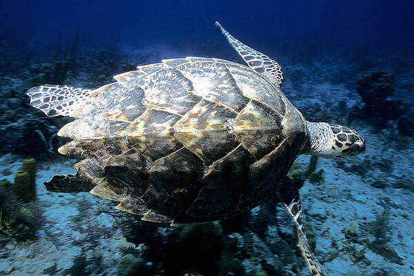 Wall Art - Photograph - Hawksbill Turtle, View Of Shell by Charles Angelo