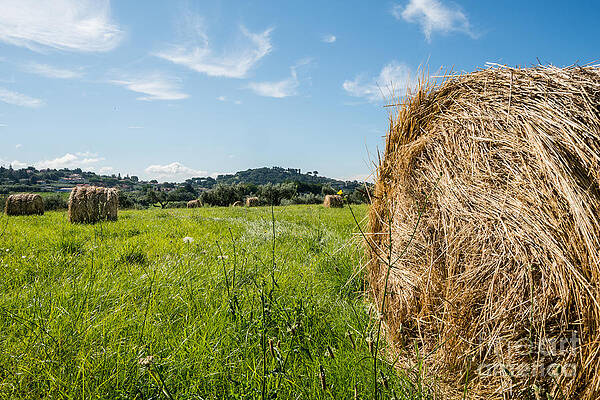 Hay Ball by Stefano Carocci