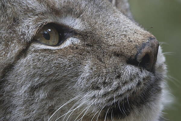 Head of a lynx in a zoo in the Netherlands by Ronald Wilfred Jansen