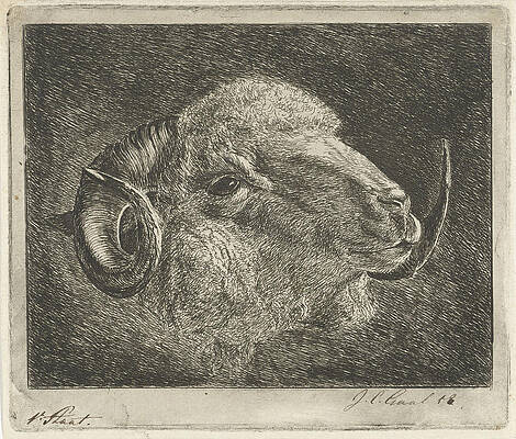Wall Art - Drawing - Head Of A Ram With Twisted Horns Backward by Artokoloro