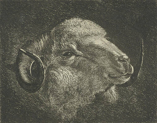 Wall Art - Drawing - Head Of A Ram With Twisted Horns Backward by Jacobus Cornelis Gaal
