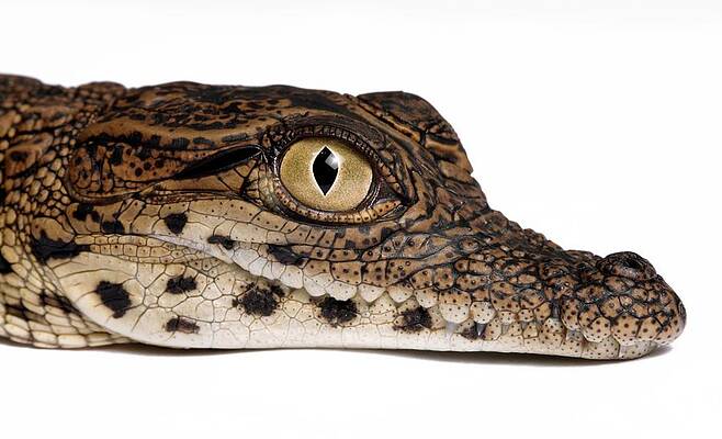 Wall Art - Photograph - Head Of A Young Nile Crocodile by Science Photo Library