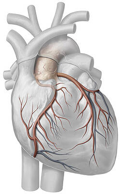 Wall Art - Photograph - Heart, Illustration by QA International