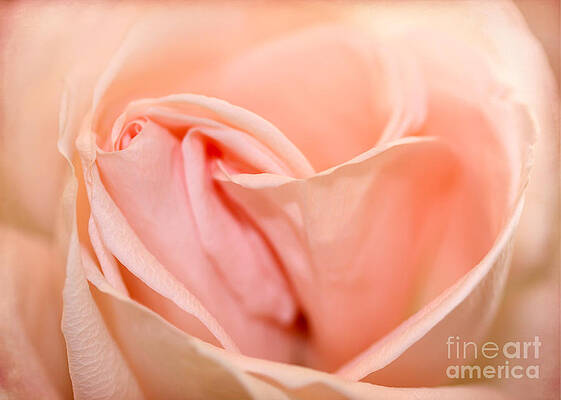 Wall Art - Photograph - Heart of a Peach Rose by Sabrina L Ryan