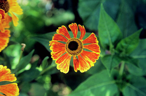 Wall Art - Photograph - Helenium Flower by Science Photo Library
