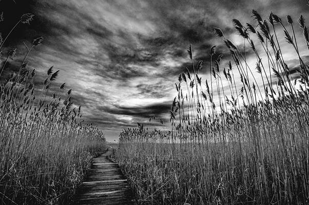 Wall Art - Photograph - Hell Cat Swamp by Michael Hubley