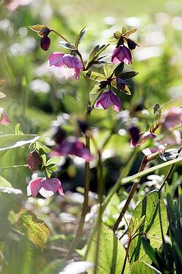Wall Art - Photograph - Hellebore (helleborus) by Science Photo Library