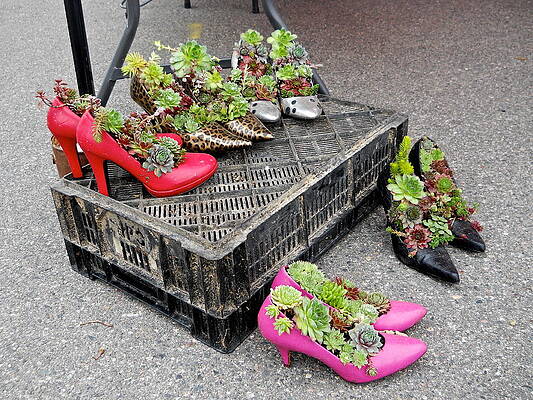 Hens and Chicks in Heels by Kent Lorentzen Hens and Chicks in Heels by Kent Lorentzen
