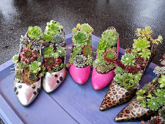 Hens and Chicks in Shoes by Kent Lorentzen Hens and Chicks in Shoes by Kent Lorentzen