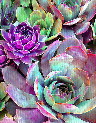 Succulent Wall Art (Page #9 of 35) | Fine Art America