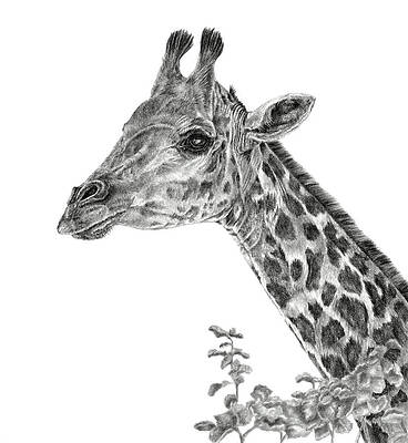 Giraffe Drawings (Page #4 of 10) | Fine Art America