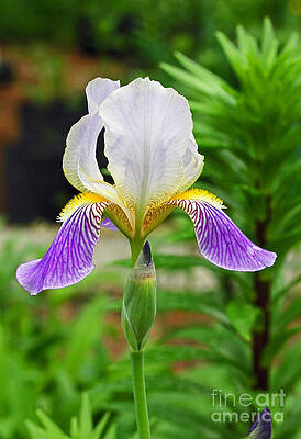 Her Majesty Iris by Steve Augustin Her Majesty Iris by Steve Augustin