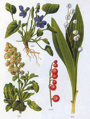 Wall Art - Photograph - Herbaceous Plants And Berry by Science Source