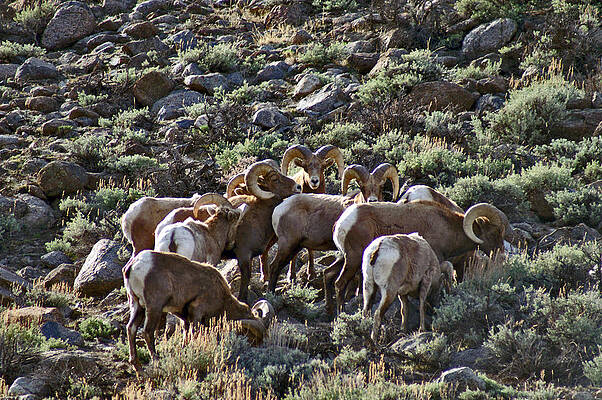 Wall Art - Photograph - Herd of Horns by Jeremy Rhoades