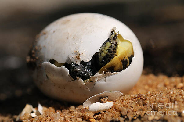 Wall Art - Photograph - Hermanns Tortoise Hatching by Reiner Bernhardt