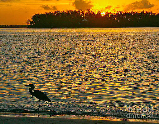 Heron Hunting at Sunrise by Joan McArthur Heron Hunting at Sunrise by Joan McArthur
