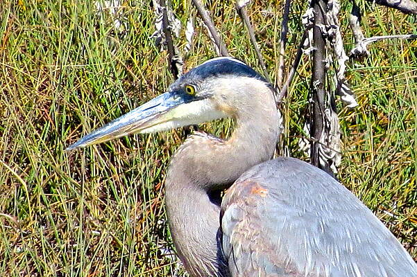 Heron in wait by Michael Anthony