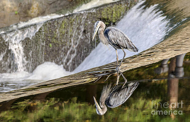 Heron Reflection at Sunset by Ilene Hoffman Heron Reflection at Sunset by Ilene Hoffman