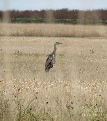 Heron through Wild Roses by Helen Campbell Heron through Wild Roses by Helen Campbell