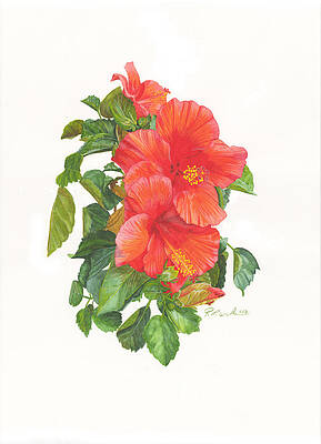 Hibiscus by Ronald Wilkie Hibiscus by Ronald Wilkie