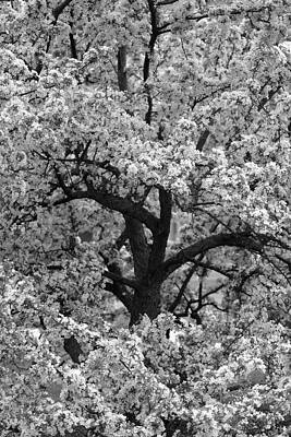 Hidden Tree by Dylan Lees Hidden Tree by Dylan Lees