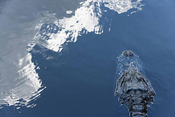 Wall Art - Photograph - High Angle View Of A Partially by Ron Koeberer