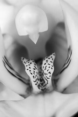 Wall Art - Photograph - High Key Orchid by Adam Romanowicz
