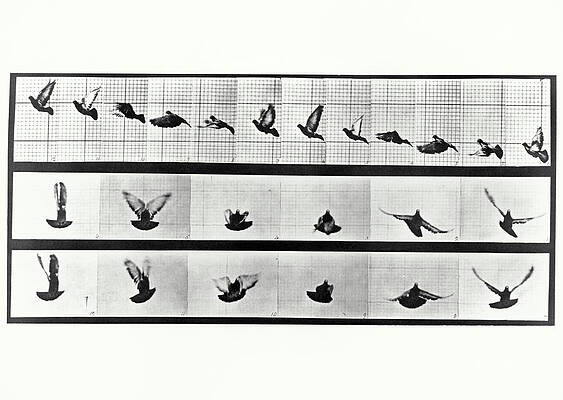 Wall Art - Photograph - High-speed Sequence Of A Pigeon In Flight by Science Photo Library