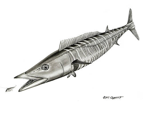 High Speed Wahoo by Steve Ozment High Speed Wahoo by Steve Ozment