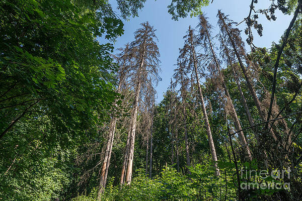 High trees in forest by Stefano Carocci