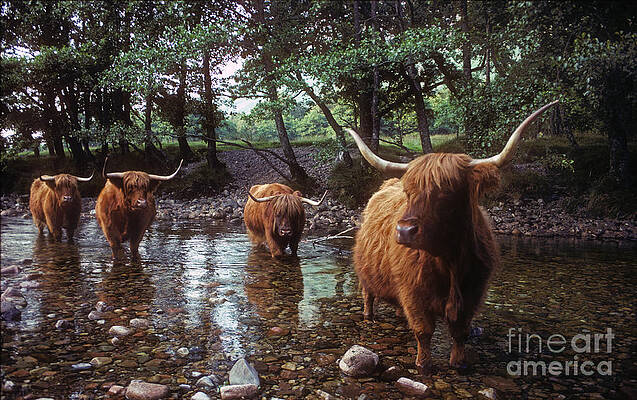 Highland Cattle in a Mountain Stream by Phil Banks Highland Cattle in a Mountain Stream by Phil Banks