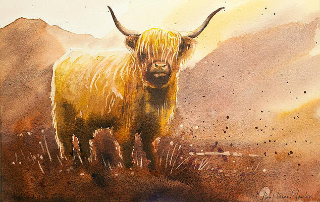 Highland Cow 2 by Paul Dene Marlor Highland Cow 2 by Paul Dene Marlor