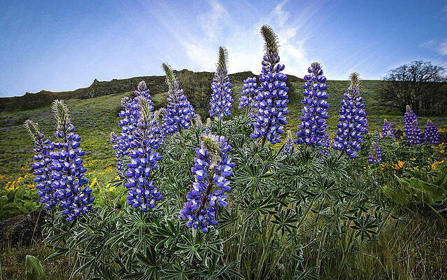 Wall Art - Photograph - Highlighted Lupines by Jean Noren