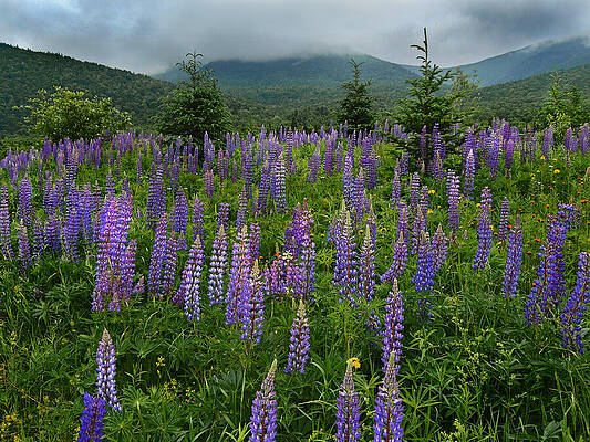 Hills of Lupine in Crawford Notch by Nancy Griswold Hills of Lupine in Crawford Notch by Nancy Griswold