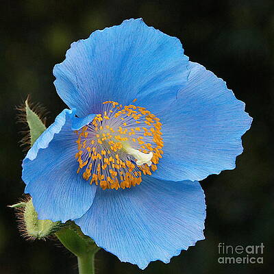 Himalayan Gift -- Meconopsis Poppy by Byron Varvarigos Himalayan Gift -- Meconopsis Poppy by Byron Varvarigos