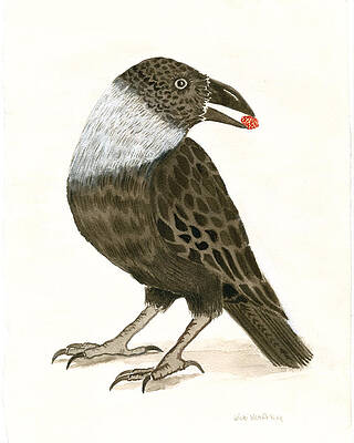 Himalyan Crow by Wicki Van De Veer Himalyan Crow by Wicki Van De Veer