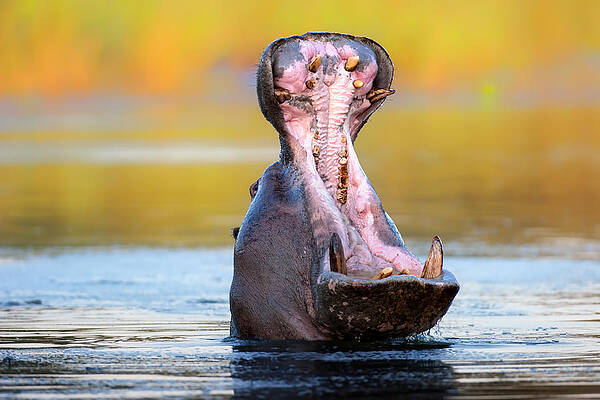 Wall Art - Photograph - Hippopotamus displaying aggressive behavior by Johan Swanepoel