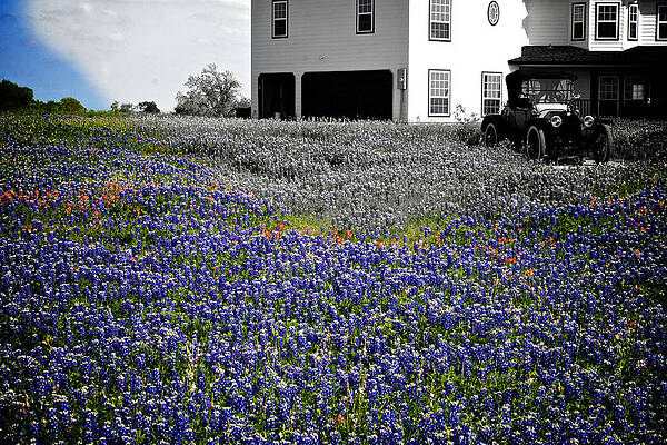 Historic Bluebonnets by Danny Darden
