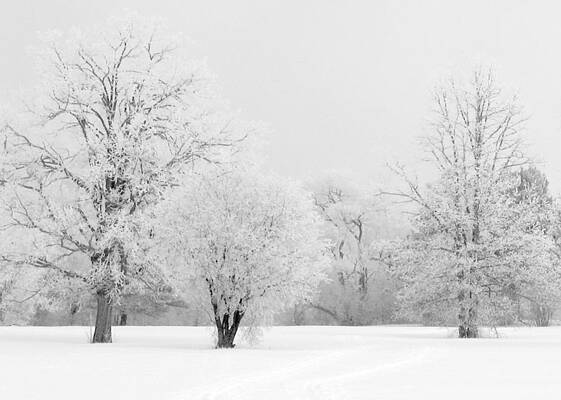 Hoar Frost Morning by Rob Huntley Hoar Frost Morning by Rob Huntley