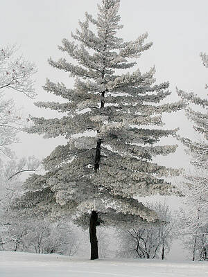Hoarfrost Pine Tree by Rob Huntley Hoarfrost Pine Tree by Rob Huntley