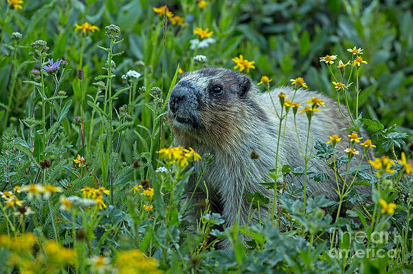 Wall Art - Photograph - Hoary Marmot in Glacier NP Meadow by Natural Focal Point Photography