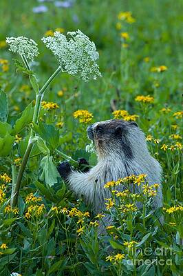 Glacier National Park Photograph - Hoary Marnot 2 by Natural Focal Point Photography